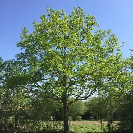 Maison De Bourg Charras, 11 Personnes, Piscine * Charras